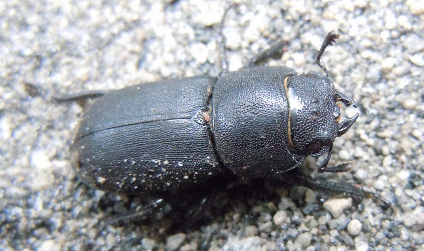 Dorcus parallelipipedus femmina, Lucanidae